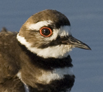 Killdeer