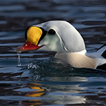 King Eider Photo