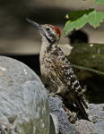 Ladder-backed Woodpecker