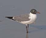 Laughing Gull