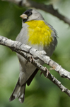 Lawrence's Goldfinch