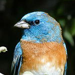 Lazuli Bunting