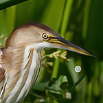 Least Bittern