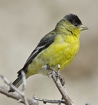 Lesser Goldfinch