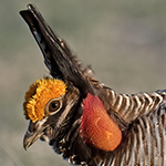 LesserP rairie-Chicken