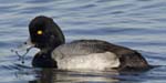 Lesser Scaup