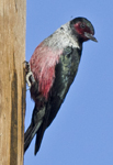 Lewis's Woodpecker