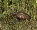 Limpkin