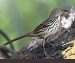 Long-billed Thrasher