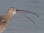 Long-billed Curlew