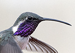 Lucifer Hummingbird