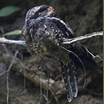 Lyre-tailed Nightjar