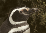Magellanic Penguin