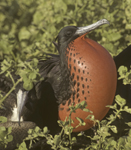 Magnificent Frigetbird