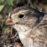 McCown's Longspur Photo