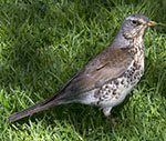 Mistle Thrush