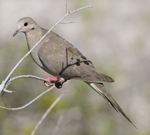 Morning Dove