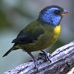 Moss-backed Tanager