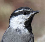 Mountain Chickadee
