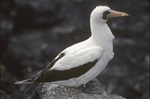 Nazca Booby