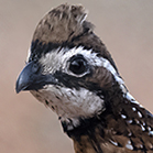 Northern Bobwhited Photo