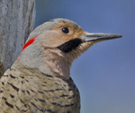 Northern Flicker