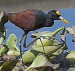 Northen Jacana