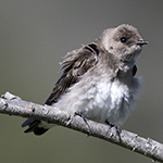 Northern Rough-winged Swallow
