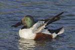 Northern Shoveler