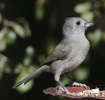 Oak Titmouse