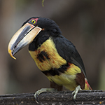 Pale-mandibled Aracari