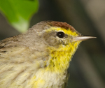 Palm Warbler