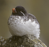 Parakeet Auklet