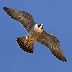 Peregrine Falcon