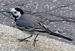 Pied Wagtail