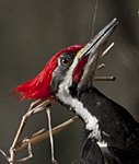 Pileated Woodpecker