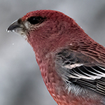 Pine Grosbeak Photo