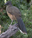Plain Chachalaca