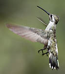 Plain-capped Starthroat