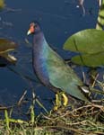 Purple Gallinule