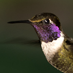 Purple_throated Woodstar