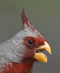 Pyrrhuloxia