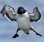 Razorbill Photo