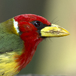 Red-headed Barbet