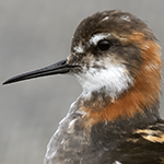 Red-necked Phalarope Photo