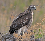Red-tailed Hawk