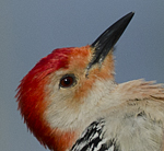 Red-bellied Woodpecker