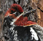 Red-breasted Sapsucker