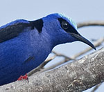 Red-legged Honeycreeper
