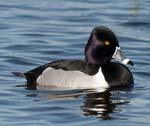 Ring-necked Duck